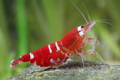 Super Crystal Red Atyidae