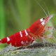 picture of Caridina logemanni