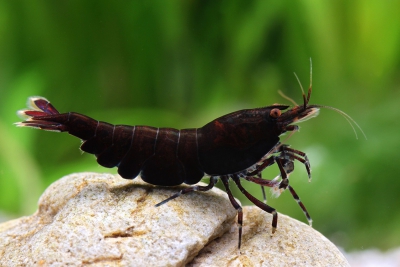 crevette rayée noire Atyidae