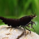 picture of Caridina mariae “Black Tiger”