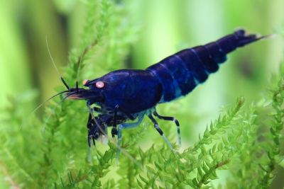 Caridina mariae “Royal Tiger OE”