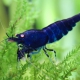 picture of Caridina mariae “Royal Tiger OE”