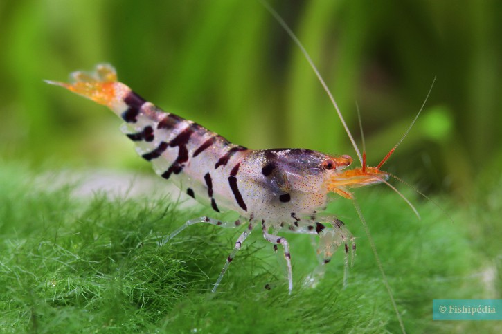 Caridina mariae “Super Tiger“