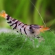 picture of Caridina mariae “Super Tiger“