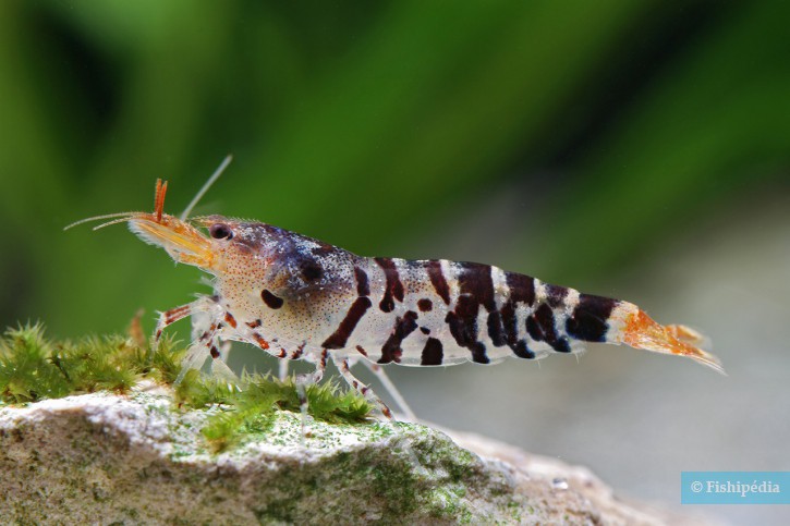 Caridina mariae