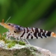 picture of Caridina mariae “Tiger“