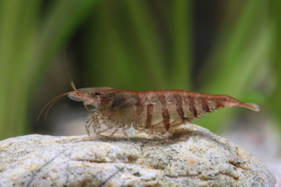 Caridina cf. babaulti “Stripes” Atyidae
