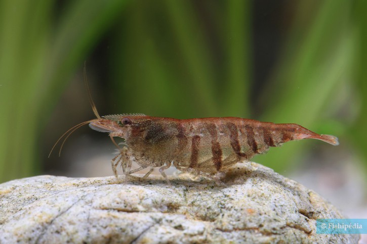 Caridina cf. babaulti “Stripes”