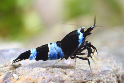 Caridina sp ”Black shadow BluePanda”