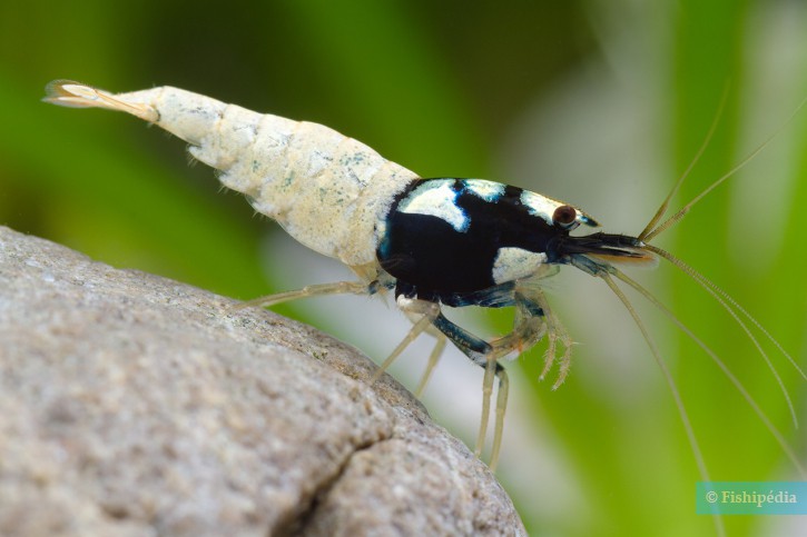 Caridina sp ”Black shadow full spotted”