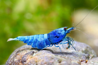 Caridina sp ”Shadow Blue Bolt”