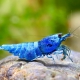 picture of Caridina sp ”Shadow Blue Bolt”