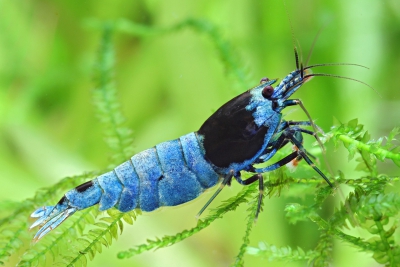 Caridina sp ”Blue Shadow” Atyidae
