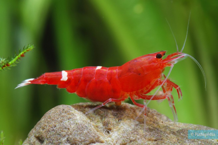 Caridina sp ”Red Shadow”