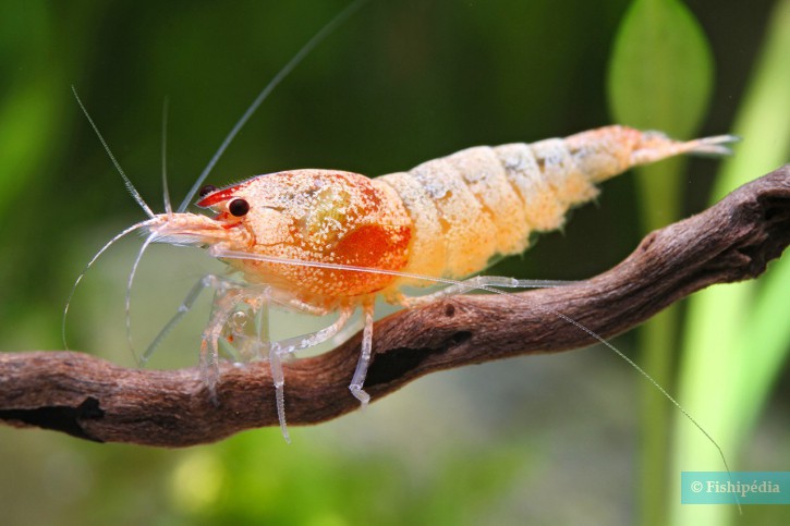 Caridina sp ”Red Shadow Bolt”