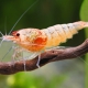 picture of Caridina sp ”Red Shadow Bolt”