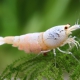 picture of Caridina sp ”Snow White”