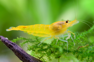 Caridina sp ”Shadow Yellow King Kong” Atyidae