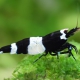 picture of Caridina sp ”Black-Shadow-Double-Banded”