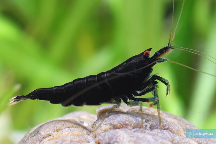 Caridina sp ”Black shadow full black”