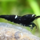 picture of Caridina sp "Black Shadow Single Lined"