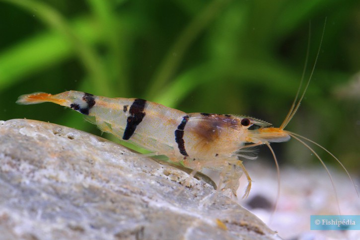 Caridina trifasciata