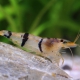 picture of Caridina trifasciata