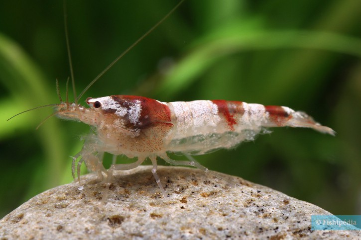 Caridina venusta