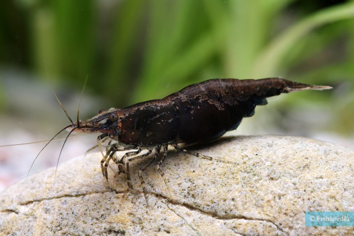 Neocaridina davidi ”Black Fire”