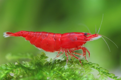 Neocaridina davidi ”Bloody Mary” Atyidae