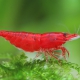 picture of Neocaridina davidi ”Bloody Mary”