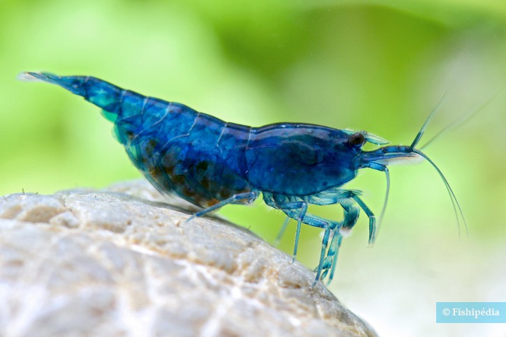 Neocaridina davidi ”Blue Fire”