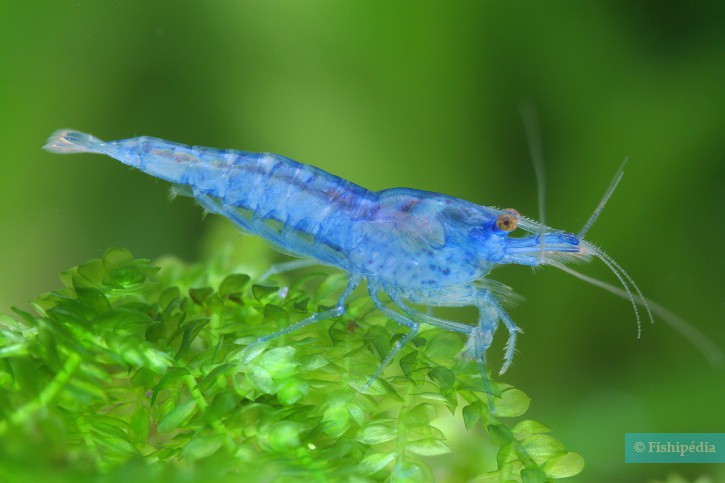 Neocaridina davidi ”Blue Jelly”