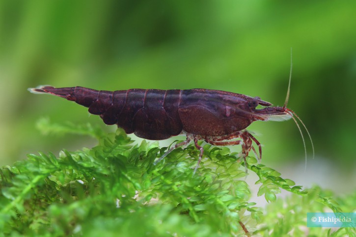 Neocaridina davidi ”Brown”