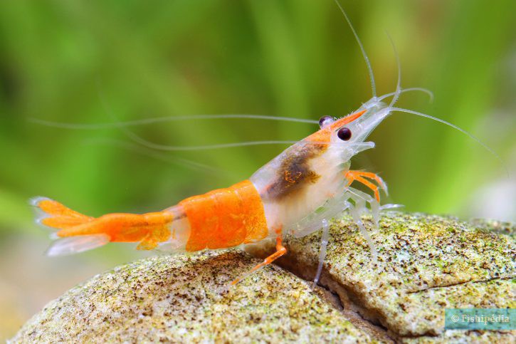 Neocaridina davidi Orange