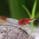 picture of Neocaridina davidi ”Red Rili”