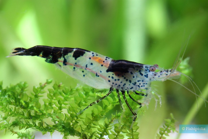 Neocaridina davidi ”Black Rili”