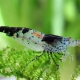 picture of Neocaridina davidi ”Black Rili”