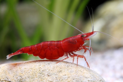 red cherry Atyidae