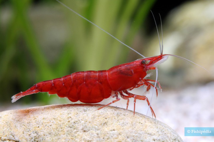 Neocaridina davidi ”Red Cherry”