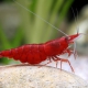 picture of Neocaridina davidi ”Red Cherry”