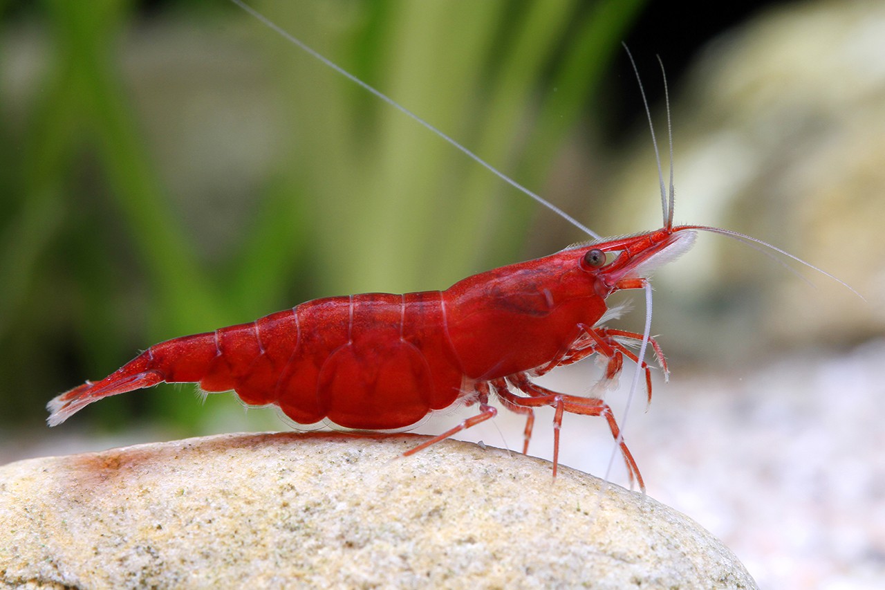 Neocaridina davidi ”Red Gamba enana agua dulce •