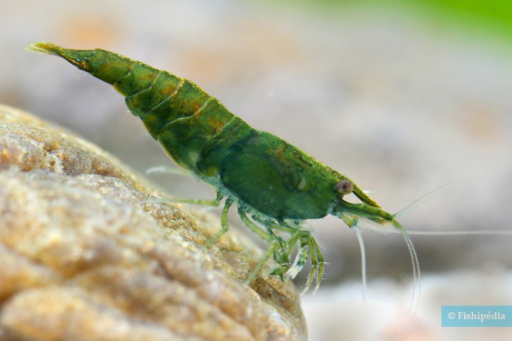 Neocaridina davidi ”Green Jade”