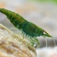 picture of Neocaridina davidi ”Green Jade”