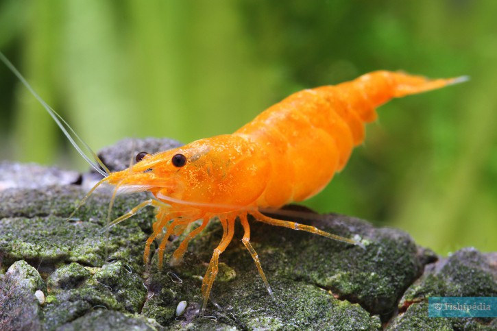 Neocaridina davidi ”Orange”