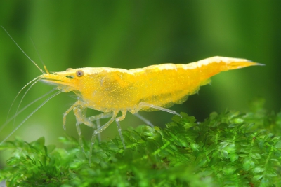 Neocaridina davidi ”Yellow” Atyidae