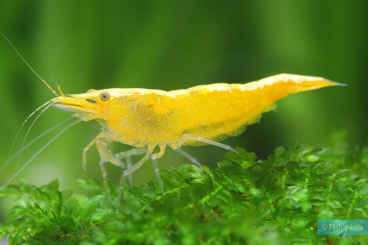 Neocaridina davidi ”Yellow”