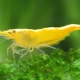 picture of Neocaridina davidi ”Yellow”