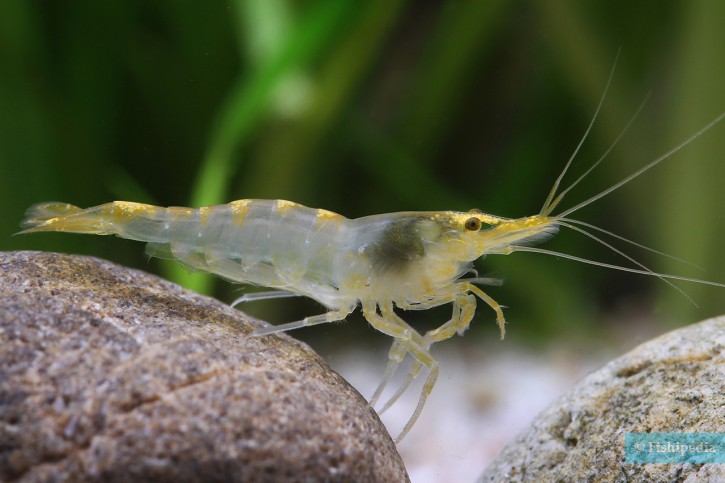 Neocaridina davidi ”Yellow Rili”