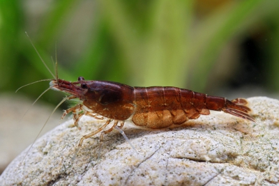 Neocaridina davidi ”Chocolate”
